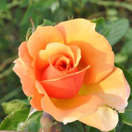 Prof . Kowanas / apelsīnkrāsas / lapotne tumši zaļa ,  spīdīga / H 0,7 - 0,8 m