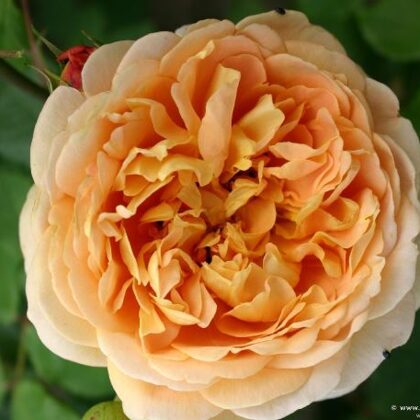 Chippendale Gold / dzeltena / mērens arom./ H 0,8 - 1m