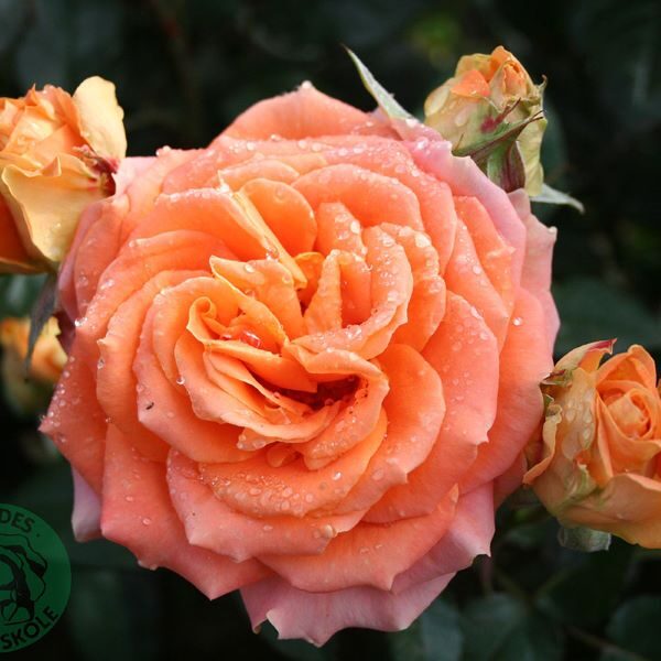 Flora Danica/apelsīnu toņi/smaržīga/ spīdīga lapotne/ H ~0,9 m  NAV PIEEJAMA