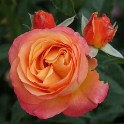 Ibiza / oranži dzeltena/  piemērota griešanai / H ~ 0,6 m