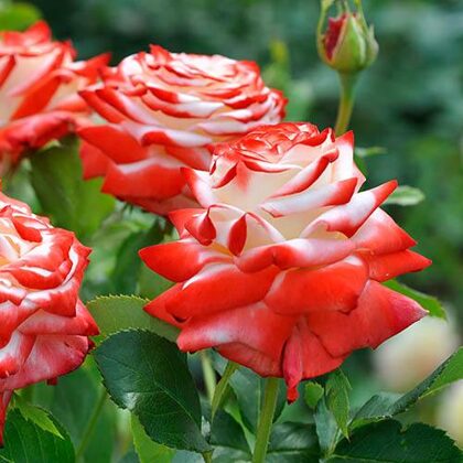 Imperatrice Farah / balta ar sārtām ziedu apmalēm / spīdīgs lapojums / H 1 -1,25 m