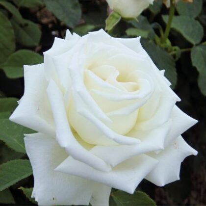 Jan Pavel 2. / balta / citrusaugļu arom. / H 1,2 - 1,5 m  Nav pieejama