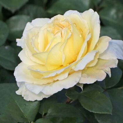 La Perla / balta , krēmkrāsas /viegls aromāts/ H 0,8 -1 m