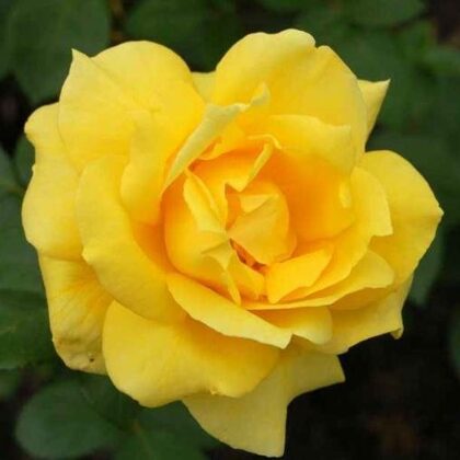 Landora / spilgti dzeltena / lapotne spīdīga / H 1 -1,25 m