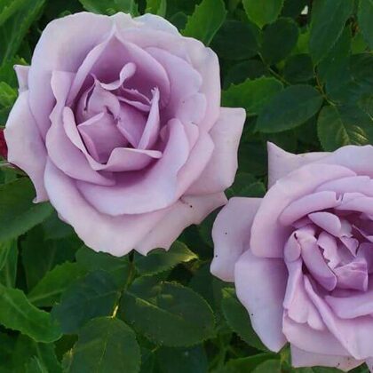 Mainzer Fastnacht/violeta/spēcīgs aromāts/ H 0,7 - 1m