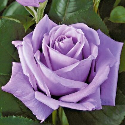 Mainzer Fastnacht /violeta / smaržīga / H 0,7 - 1 m