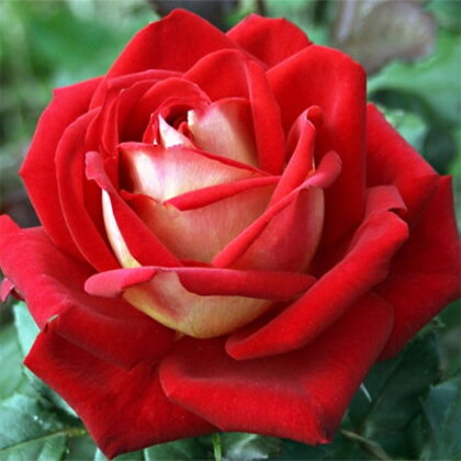 New Fashion / krēmkrāsas , sarkana / viegli aromātiska / H 1 - 1,2 m  NAV PIEEJAMA