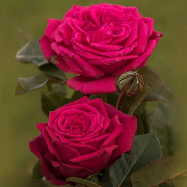 Noblesse/purpura violeta/ spēcīgs aromāts / H ~1 m  NAV PIEEJAMA