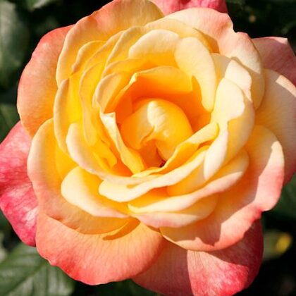 Speelwark /dzeltens , rozā / spēcīgs aromāts / H - 0,9 m