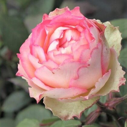 Jalitah / krēmkrāsas / ārējām ziedlapiņām zaļgana nokrāsa / H ~ 0,8 m