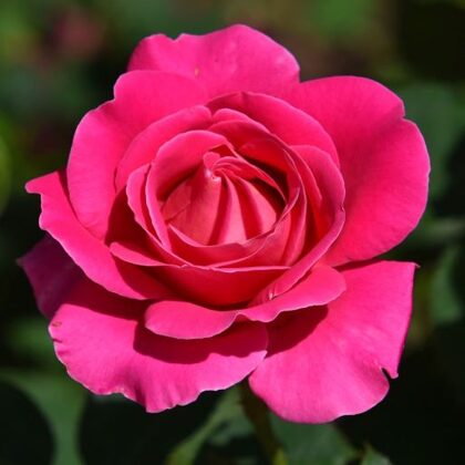 Venrosa /sarkana /tumši zaļa lapotne / H 1,5 - 2 m  NAV PIEEJAMA