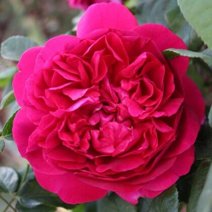 Ausbloom /angļu t./ tumši sarkana/ rožu arom./ H ~ 1,2 m