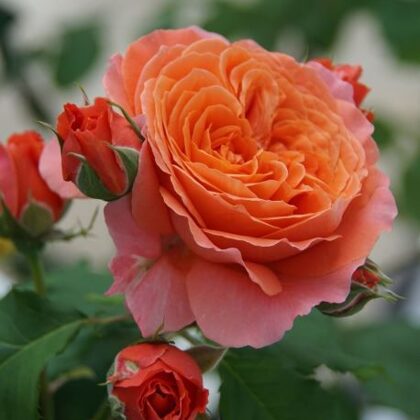 Emilien Guillot/koši oranža/augļu aromāts/ tumšzaļa lapotne/ H 0,8 -1m