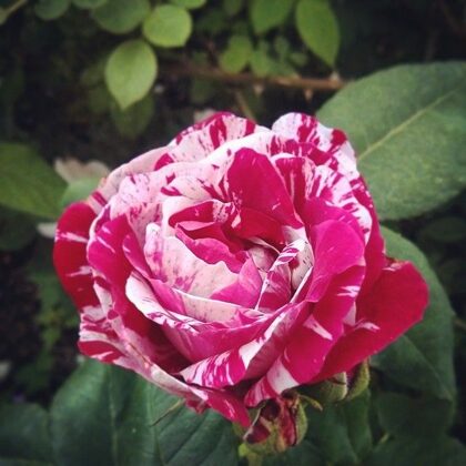 Ferdinand Pichard/maigi rozā ar purpurkrāsas svītrojumu/rožu aromāts/ H ~ 2 m