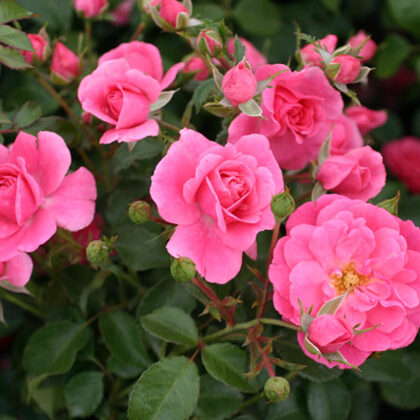 Mirato/rozā/lapotne ar tumši zaļu spīdumu/ H 0,8 -1m