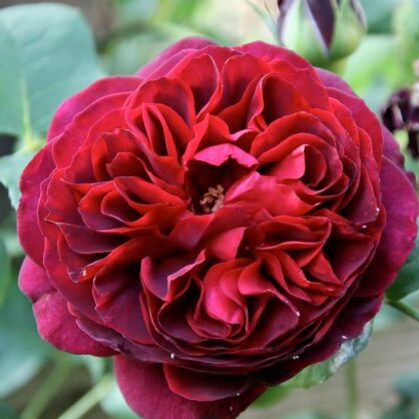 Otello /angļu /purpursarkana /spēcīgs rožu eļļas aromāts/  H 1 - 1,5m