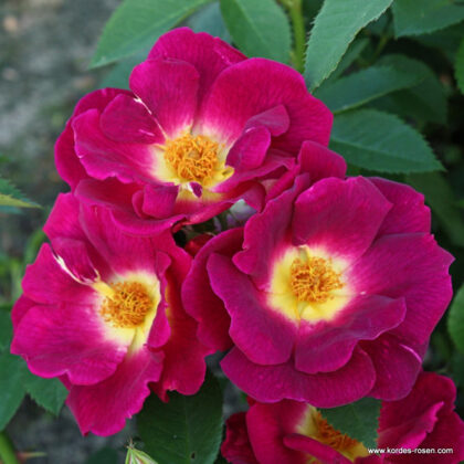 Weg der Sinne/Tumši violeta/var izmantot kā klājenisko/ H 0,6-1 m