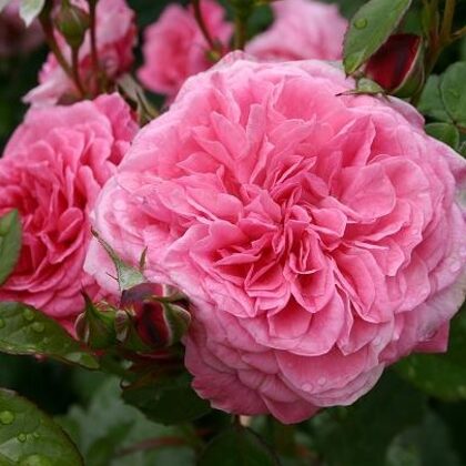 Zaide/rozā/augļu aromāts/ H 1- 1,2m