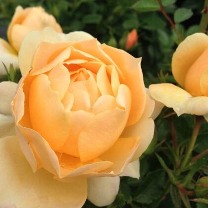 Amber Cover / apelsīnu , aprikožu / rožu arom./ H 0,6 -0,9