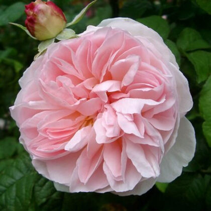 Ausreef / angļu t. / viegli rozā / viegls aromāts / H ~ 1,5 m