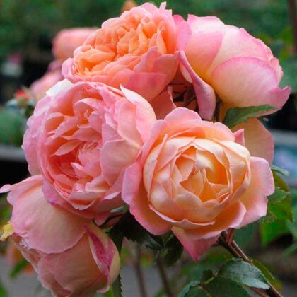 Charles Austin /aprikožu / spēcīgs augļu aromāts / H ~1,5 m