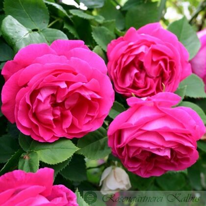 Victor Verdier/hybrid perpetual/violeti rozā/ H ~1,5 m