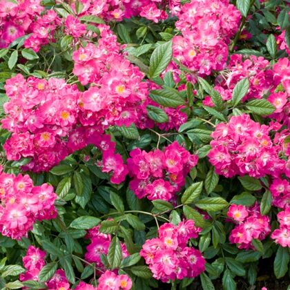 Robin Hood/ķiršu sarkana/mērena smarža/ H1,2-1,5 m