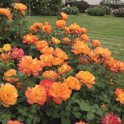 Sahara /dzeltena, vara ēnojums / H~1,5 m