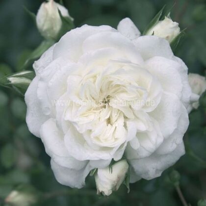 White Meidiland/balta/pilnīgi salizturīga/ H 0,9 -1,4m