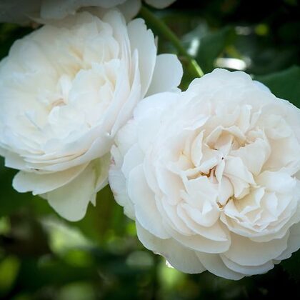 Auscat /angļu tips /balta/ viegls aromāts / H 1 -1,2 m