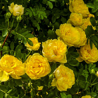 Persian Yellow /R-foetida/ Maijrozīte /dzeltena/smaržīga/ H 1,5-2 m   