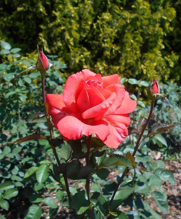 Mazowsze/intensīvi rozā/smaržīga/ H 0,8-1m