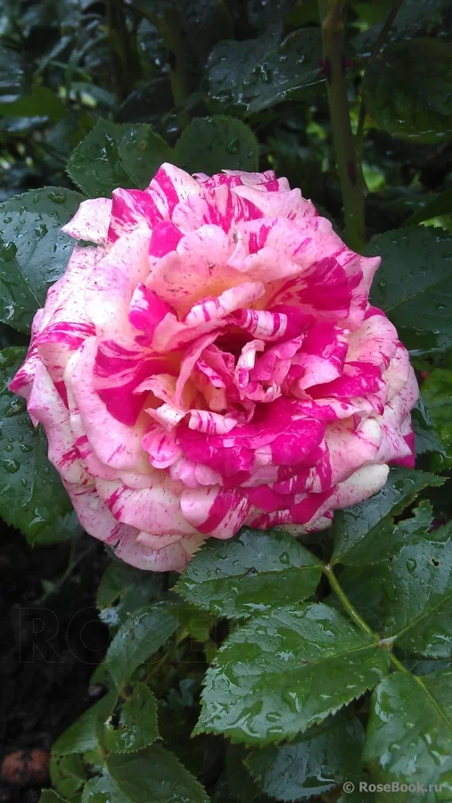 Floribundrozes