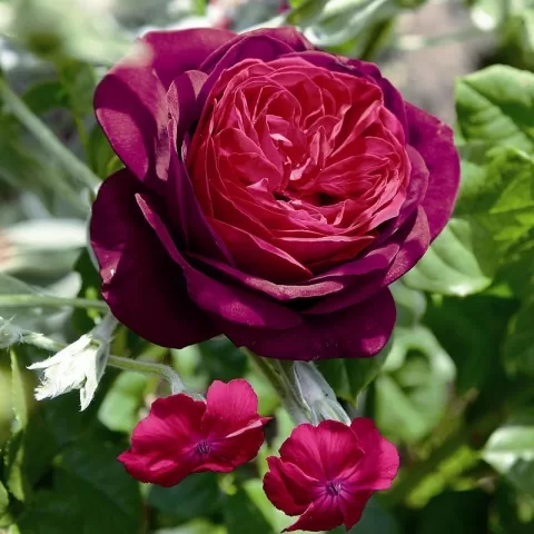 Astrid Grafin von Hardenberg /violetie , sarkanie toņi/ spēcīgs aromāts / H ~1,5 m