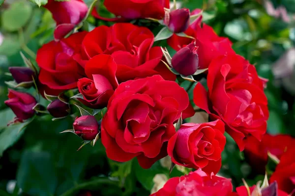 Black Forest Rose /sarkana/tumši zaļas lapas/ H-1-1,1m
