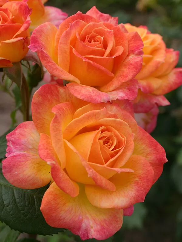 Gartensplass (Garden Delight) /apelsīnkrāsas / mērens aromāts / H ~ 1,5 m