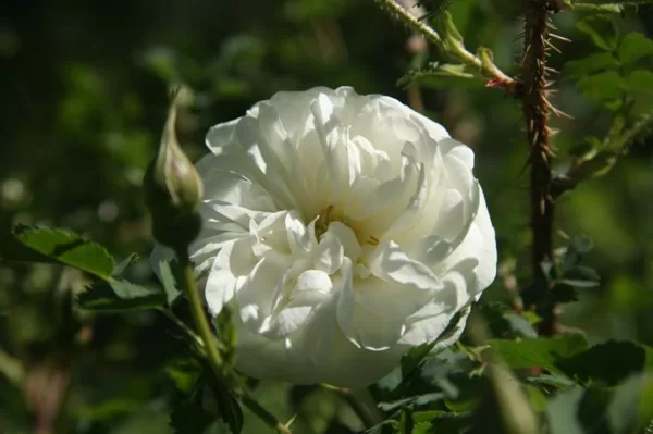 Savvaļas rozes , Vēsturiskās rozes