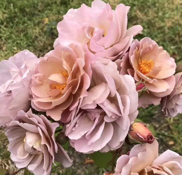 Lavender Pinoccio/ceriņu rozā ar kapučino nokrāsu/H~1,2m W~0,9m