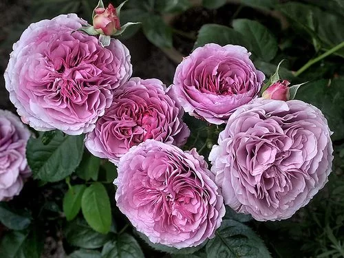 Lavender Ice /violeta/aromātiska/lietus izturīga/ H 0,3 -0,5 m