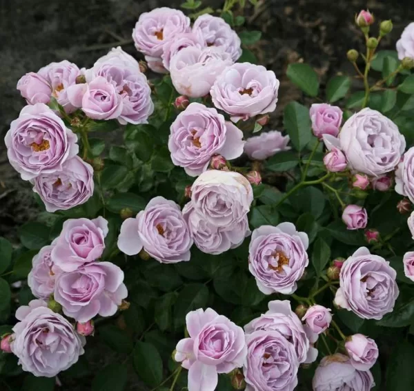 Nautica/rozā ceriņu /viegls aromāts/ H ~0,8 m