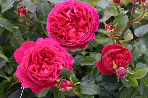 Otello/ angļu tips/aveņkrāsa / rožu eļļas aromāts/lapotne tumši zaļa / H 1 -1,25 m