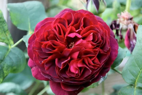 Otello /angļu /purpursarkana /rožu eļļas aromāts / H 1 - 1,25m