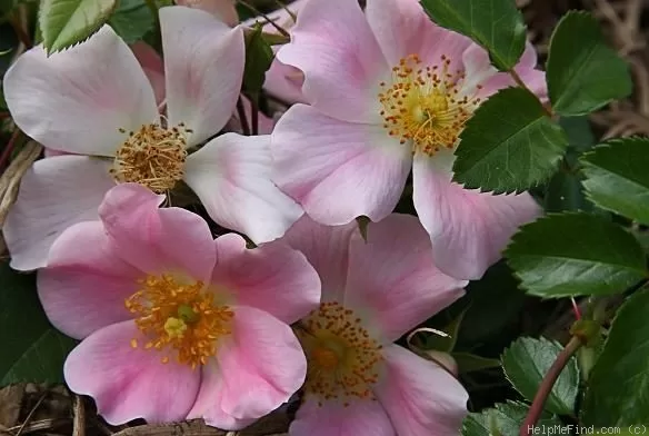 Pink Bassino/maigi rozā/H-0,5m