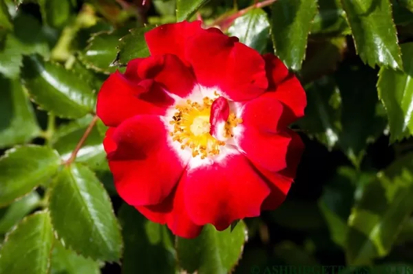 Rambling Rosie/spilgti sarkana ar baltu viduci/maigs aromāts/ H 3-4m