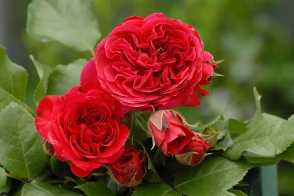 Red Leonardo da Vinci/purpursarkana/viegls aromāts/ H 0,7-1m