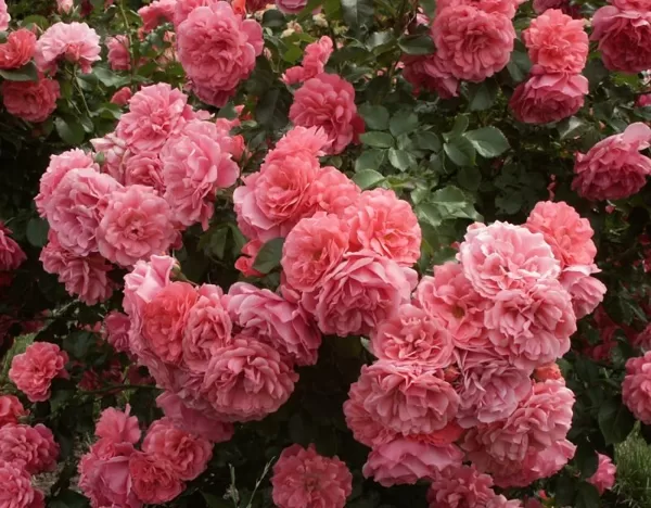 Rosarium Uetersen/rozā/viegls aromāts/zied bagātīgi/ H 2 - 3,5m