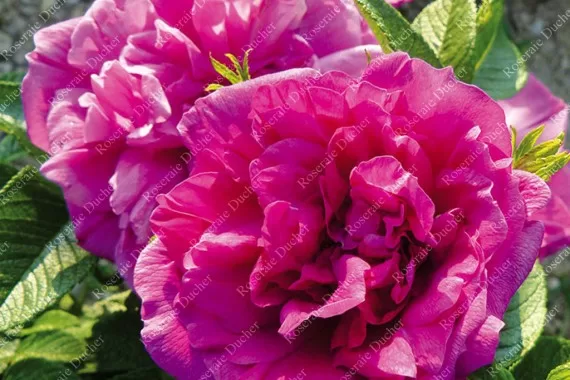 Roseraie de I'Hay/rozā ar violetu nokrāsu/ļoti smaržīga/ H-2m