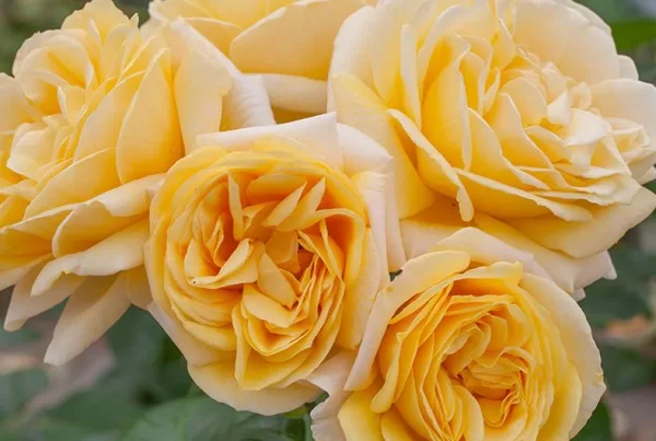 Yellow Romantica/krēmkrāsas-gaiši dzeltena/maigs aromāts/H 2,40-3m