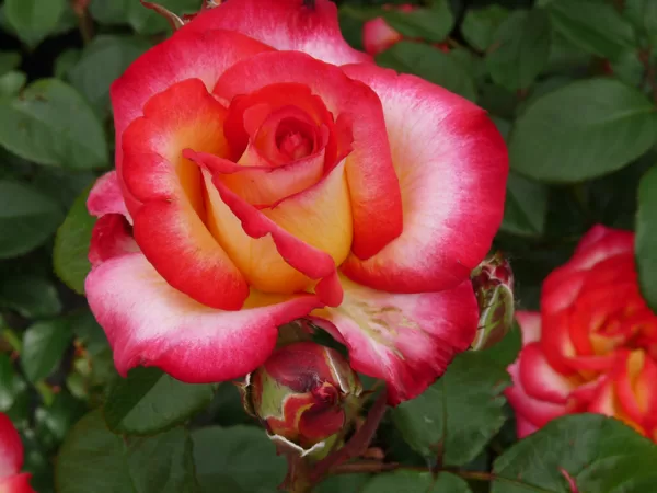 Leo Ferre/balti dzeltena ar rozā malu/ H 0,6 -1m