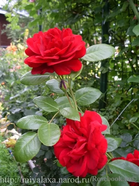 Vīteņrozes